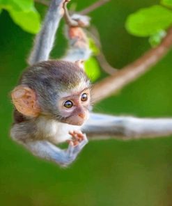 Baby Monkey paint by number