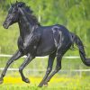 Beauriful Black Horse paint by numbers