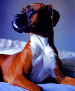 Beautiful Boxer Dog paint by number