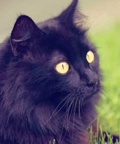 Beautiful Cat With Yellow Eyes paint by numbers