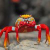 Beautiful Crab Paint By Numbers