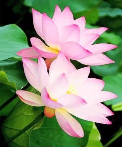 Beautiful Flowers Lotus paint by numbers