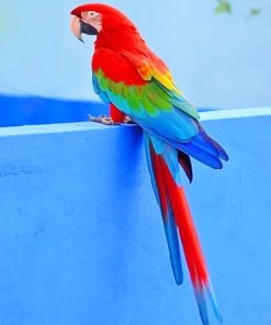 beautiful parrot adult paint by numbers