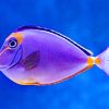 Beautiful Purple Fish paint by number