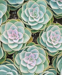 Beautiful Succulents paint by number