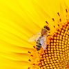 Bee On Sunflower paint by number