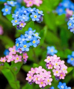 Blue And Pink Flowers Paint By Numbers