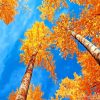 Blue Sky Autumn paint by number