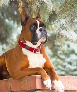 Boxer Dog Chilling paint by number