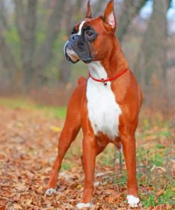 Boxer Dog In Forest paint by number