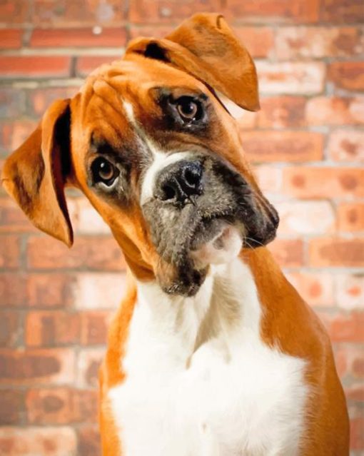 Boxer Dog Portrait paint by number