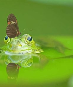 Butterfly On Frog Head paint by number