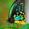 Colorful Butterfly paint by numbers