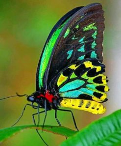 Colorful Butterfly paint by numbers