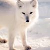 Cute Arctic Fox paint by number