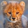 Cute Baby Cheetah Paint By Numbers