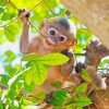 Cute Baby Monkey paint by number