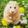 Cute Hamster Paint By Numbers