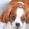 Cute King Charles Spaniel Puppy Paint By Numbers