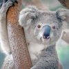 Cute Koalapaint by numbers