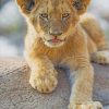 Cute Lion Baby paint by numbers