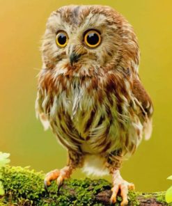 Cute Owl Paint By Numbers