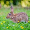 Cute Rabbit Flowers Paint By Numbers