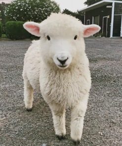 Cute Sheep Paint By Numbers