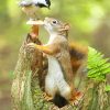 Cute Squirrel And Bird paint By Numbers