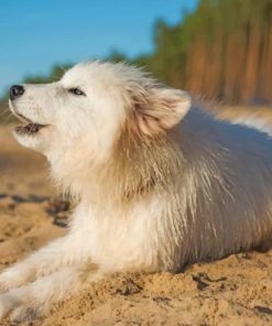 Cute White Doggy Paint By Numbers