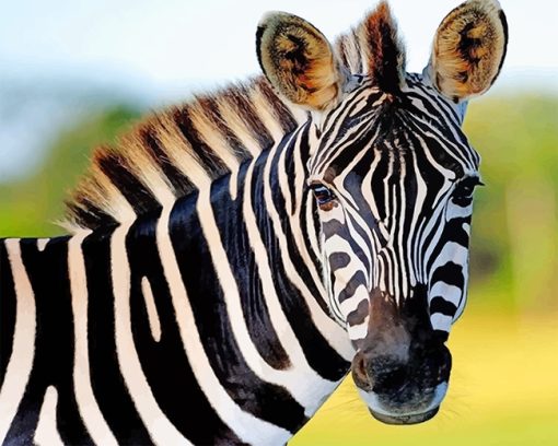 Cute Zebra paint by number