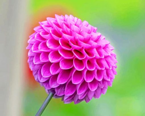 Dahlia Purple Flower Paint By Numbers