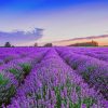 Field Of Lavender Paint By Numbers