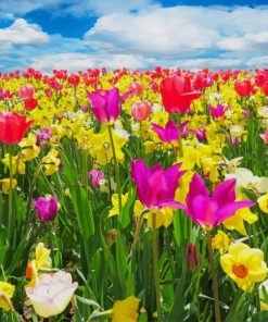 Field Of Tulips paint by number