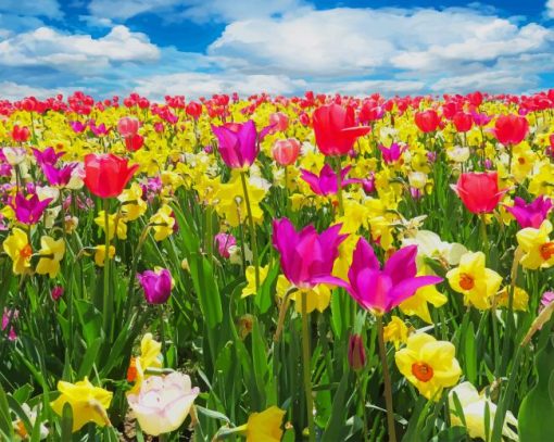 Field Of Tulips paint by number