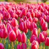 garden pin tulip adult paint by numbers