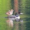 Goldeneye Duckling paint by numbers