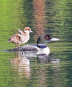 Goldeneye Duckling paint by numbers