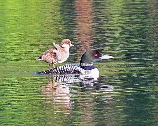 Goldeneye Duckling paint by numbers