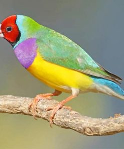 Gouldian Finch Paint By Numbers