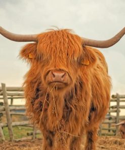 Highland Cattle Paint By Numbers