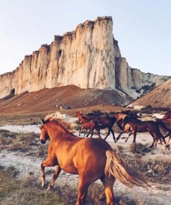 Horse In Desert paint by numbers