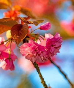 Japanese Cherry Blossom paint by numbers