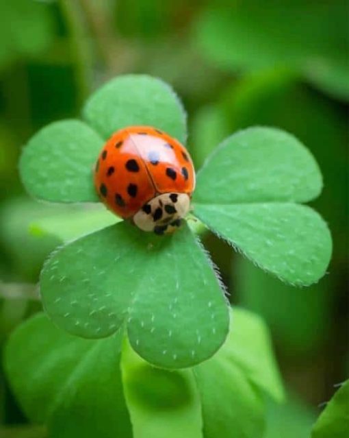 Ladybug Insect Paint By numbers