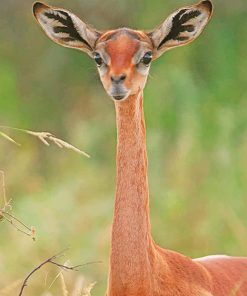 long necked antelope adult paint by numbers