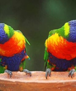 Lovely Colorful Parrots paint by number