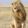 Male Lions in The Wild paint by numbers