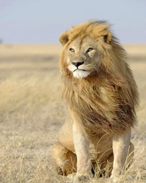 Male Lions in The Wild paint by numbers