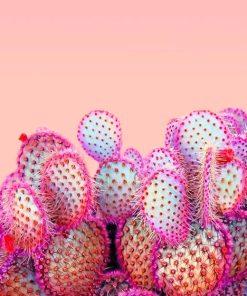 Pink Cactus paint by numbers