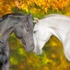 Romantic Black and White Horses paint by numbers